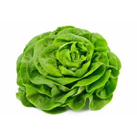 Salade laitue